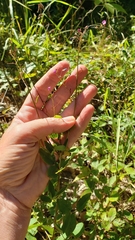 Desmodium marilandicum