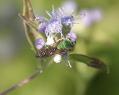 Agapostemon splendens