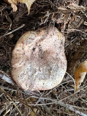 Lactarius sanguifluus