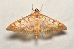 Mimorista subcostalis