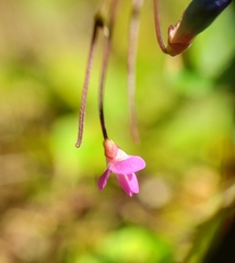 Desmodium marilandicum