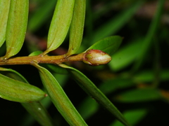 Podocarpus laetus
