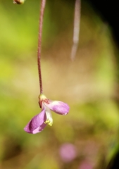 Desmodium marilandicum
