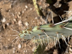 Opuntia phaeacantha