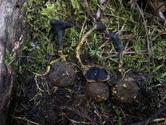 Elaphomyces