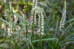 Spiranthes odorata