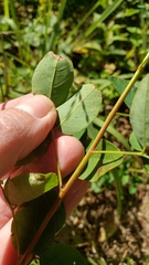 Desmodium marilandicum