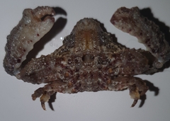 Heterocrypta