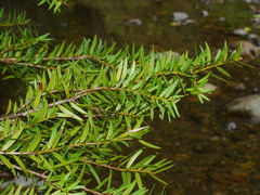 Podocarpus laetus