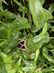 Chalciope mygdon