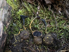 Elaphomyces