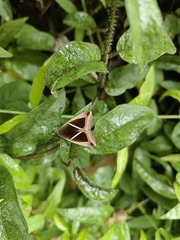 Chalciope mygdon