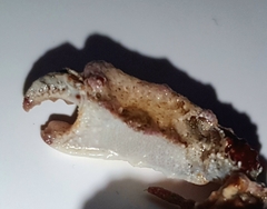 Heterocrypta