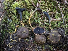 Elaphomyces