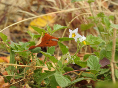 Solanum tweedianum