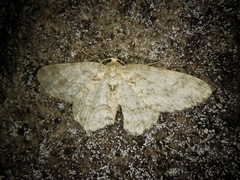 Ectropis crepuscularia