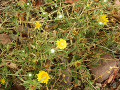 Grindelia pulchella
