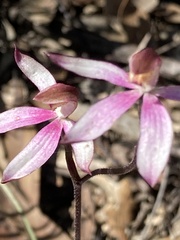 Caladenia moschata
