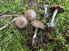 Cortinarius harvardensis