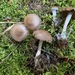 Cortinarius harvardensis - Photo (c) Alfredo Justo, some rights reserved (CC BY-NC), uploaded by Alfredo Justo