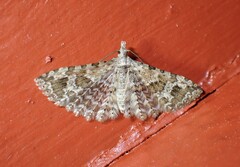 Alucita adriendenisi