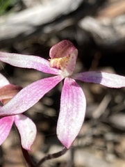 Caladenia moschata