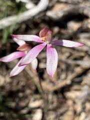 Caladenia moschata