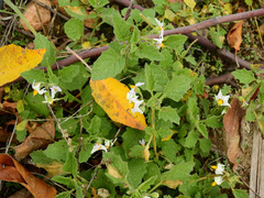 Solanum tweedianum