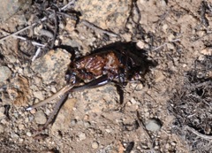 Anabrus simplex