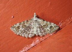 Alucita adriendenisi