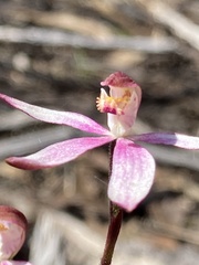Caladenia moschata