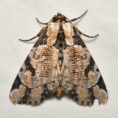 Stibaera thyatiroides