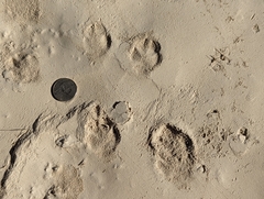 Vulpes macrotis mutica