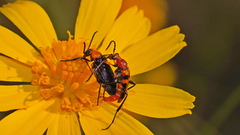 Strangalia sexnotata
