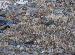 Leucosticte tephrocotis