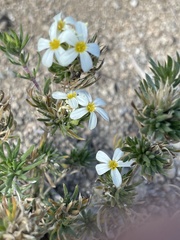 Leptosiphon nuttallii