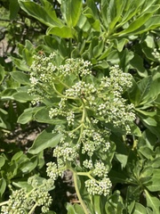 Heliotropium arboreum