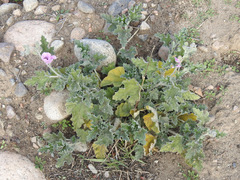 Sphaeralcea mendocina