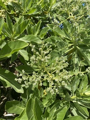 Heliotropium arboreum