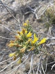Ericameria suffruticosa