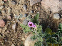 Sphaeralcea mendocina