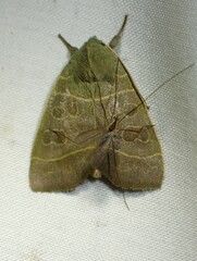 Ipimorpha pleonectusa