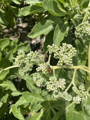 Heliotropium arboreum