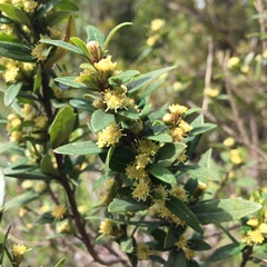 Baccharis elaeoides