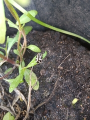 Kuschelina mathematica