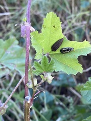 Acmaeodera scalaris