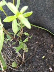 Kuschelina mathematica