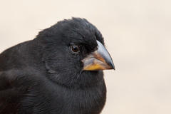 Large Ground-Finch photo 3