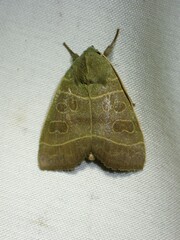 Ipimorpha pleonectusa