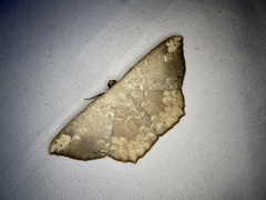 Peratostega deletaria